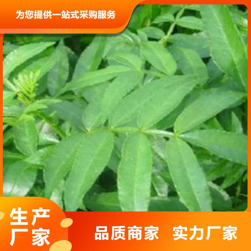 销售花椒苗_优质厂家