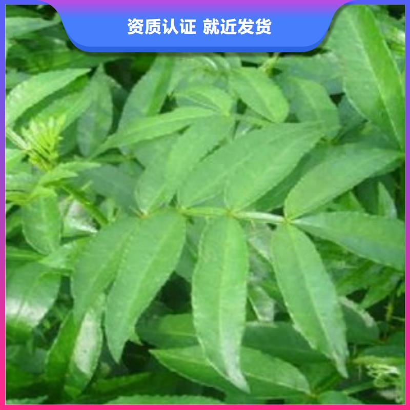 花椒苗三年质保