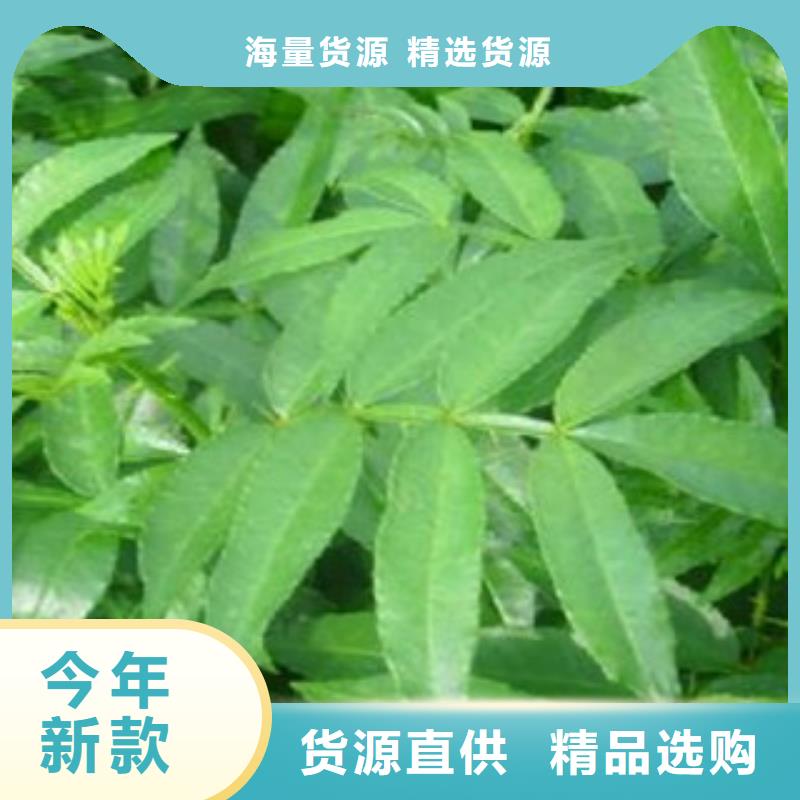 信誉好的花椒苗公司从源头保证品质
