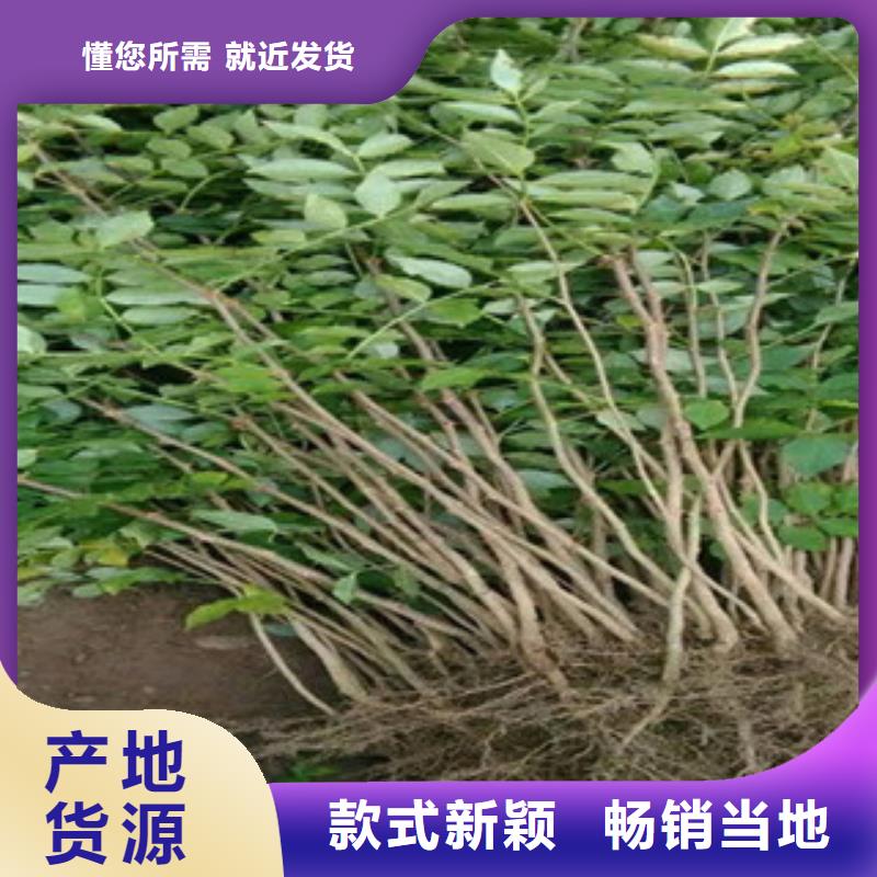 花椒苗质量靠得住