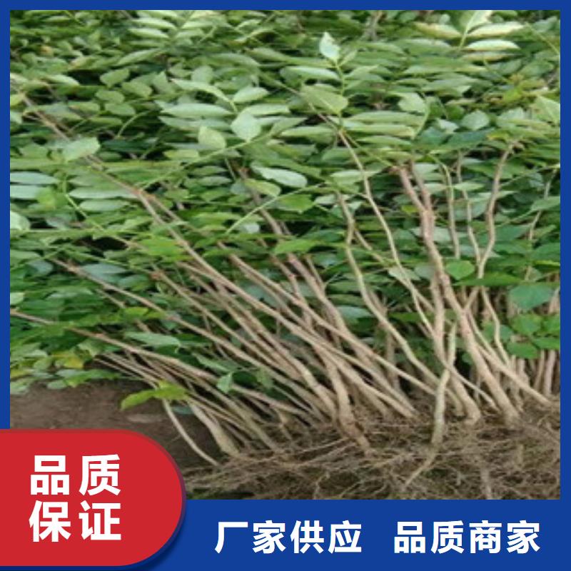 花椒苗三年质保