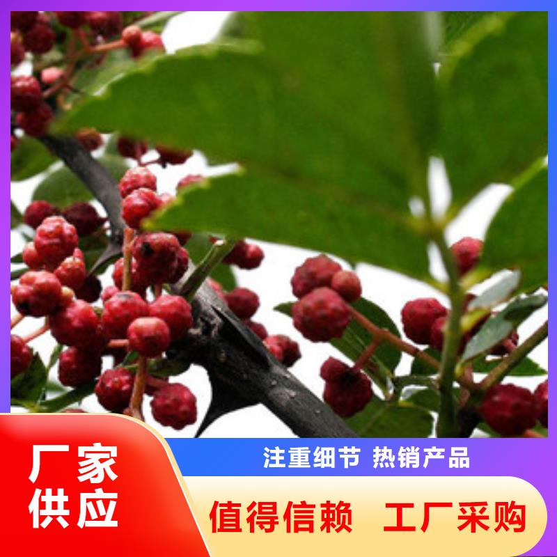#花椒苗#-价格优惠出厂价