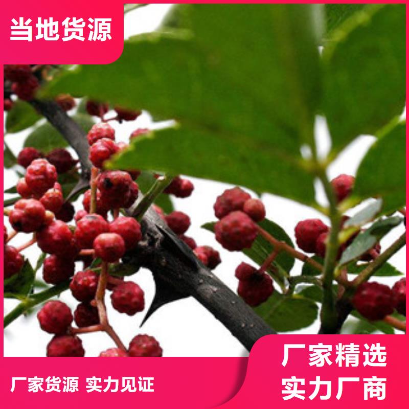 花椒苗生产厂家质量过硬