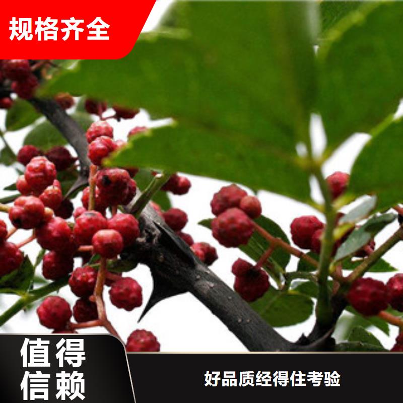 花椒苗有现货也可定制