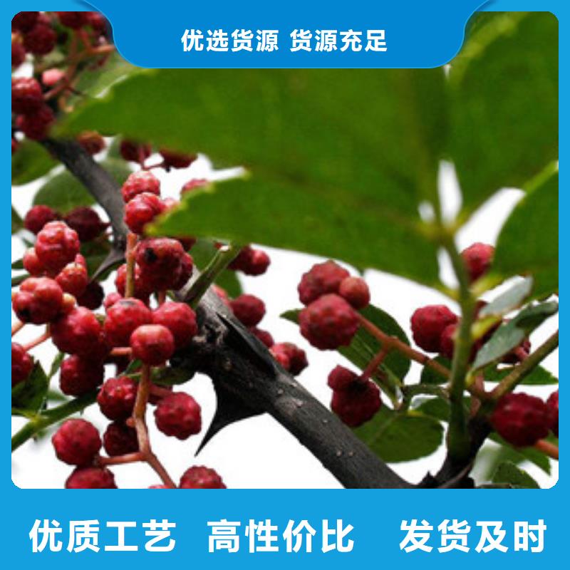 花椒苗价格资讯