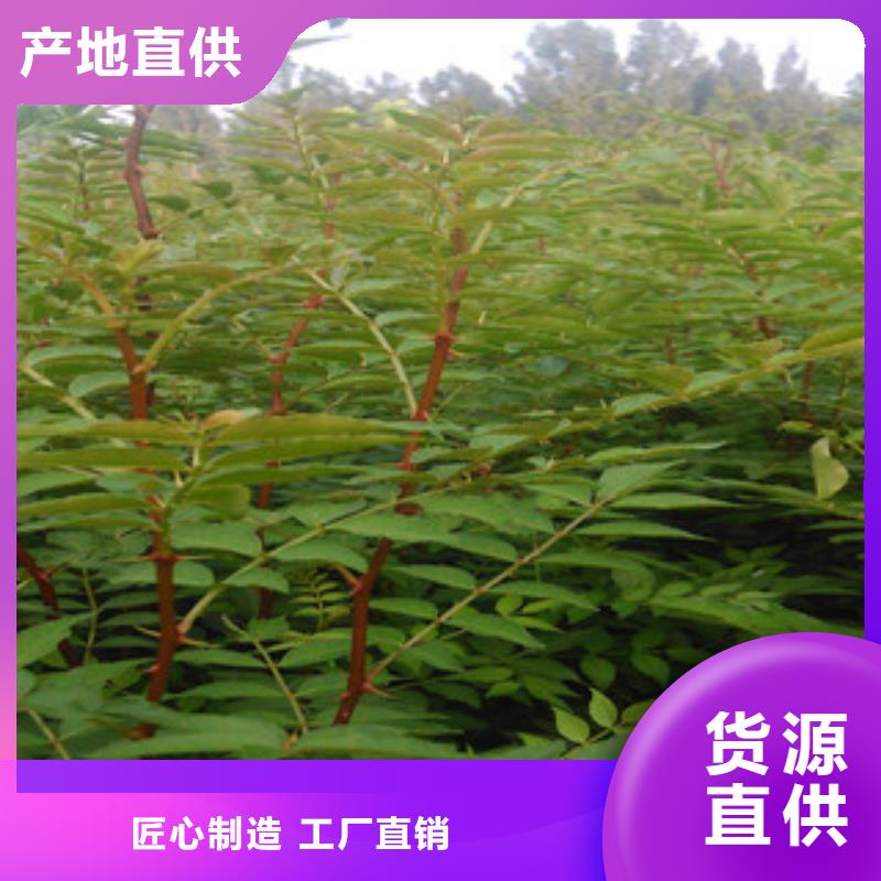 花椒苗价格实惠的厂家