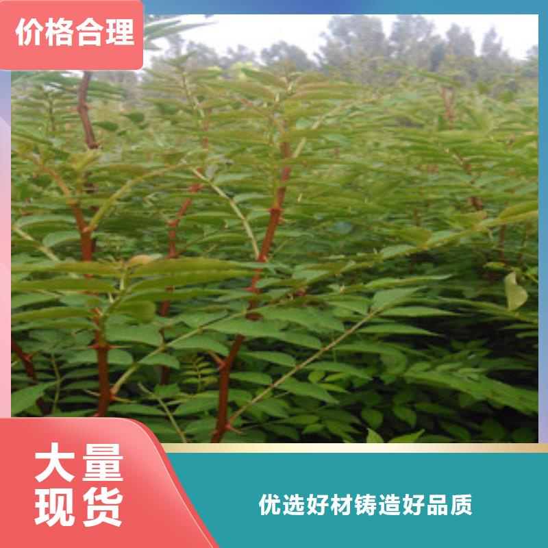 果树苗