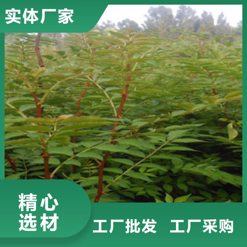 花椒苗有现货也可定制