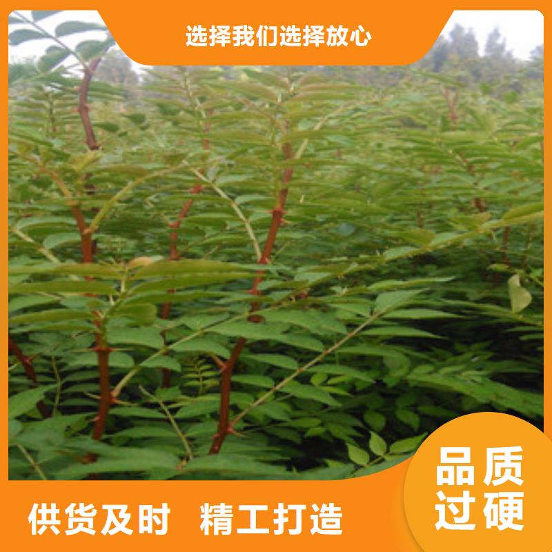 #花椒苗#可定制
