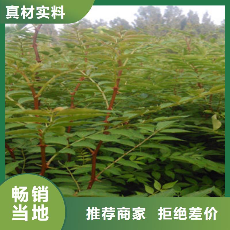 现货供应花椒苗_实力厂家