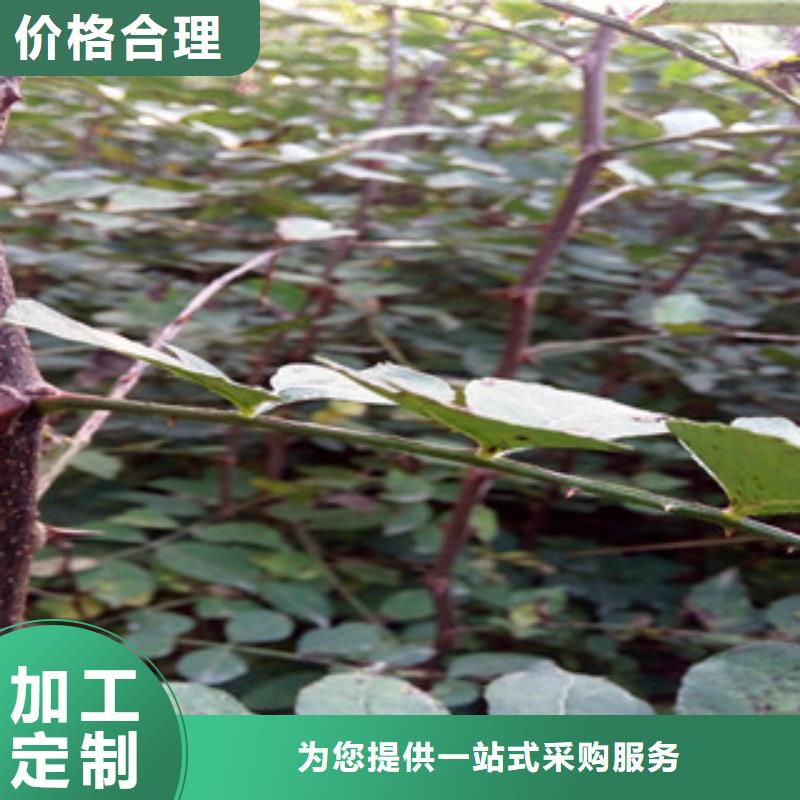 花椒苗、花椒苗厂家直销—薄利多销