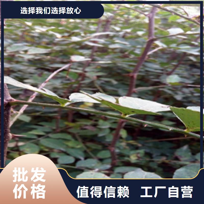 花椒苗品质卓越当地厂家