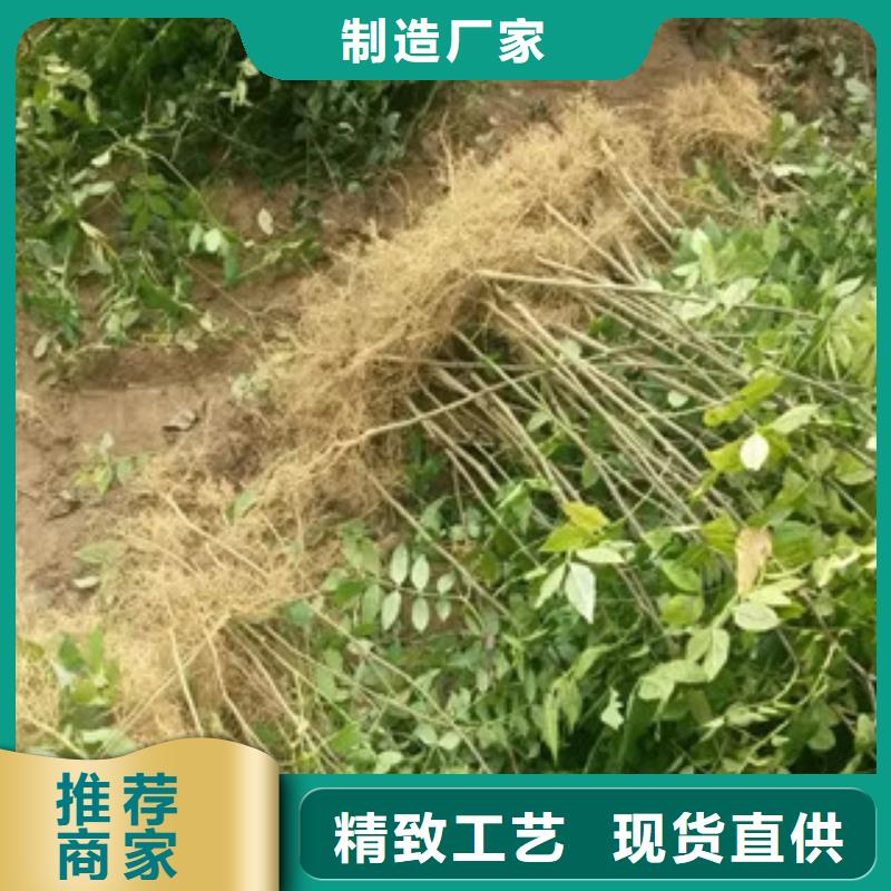 花椒苗-花椒苗供应商