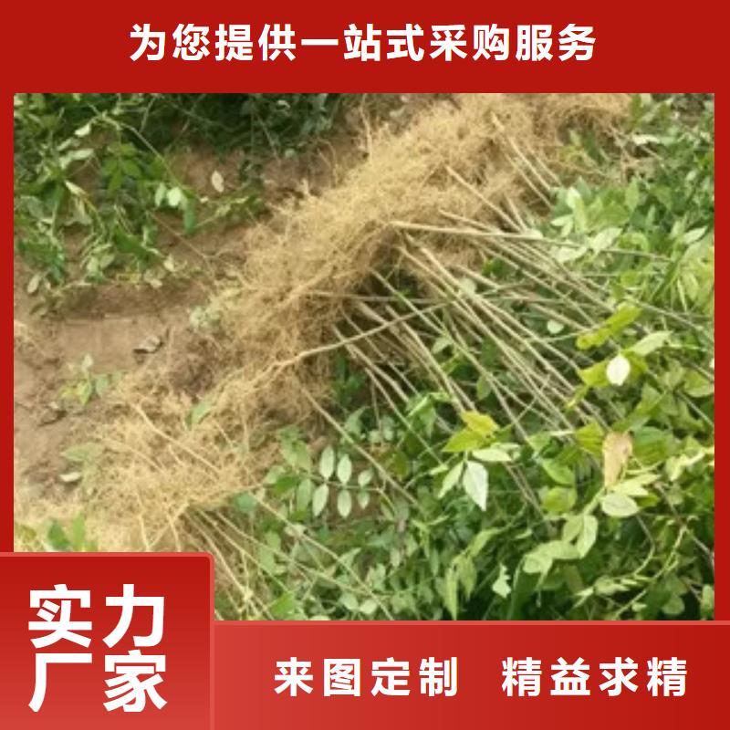 花椒苗供应商