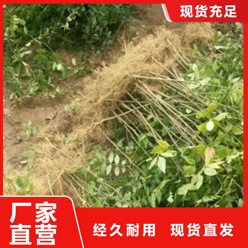 花椒苗源头厂家报价