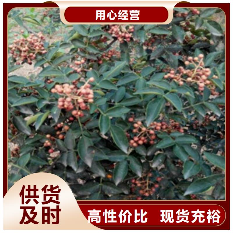 花椒苗厂家好口碑