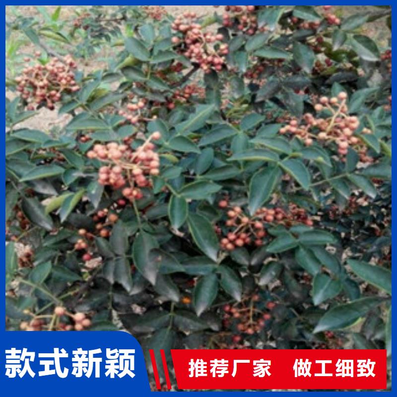 花椒苗-欢迎询价