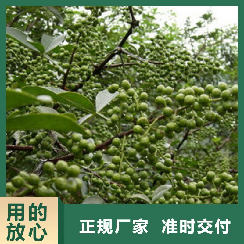花椒苗、花椒苗厂家直销—薄利多销