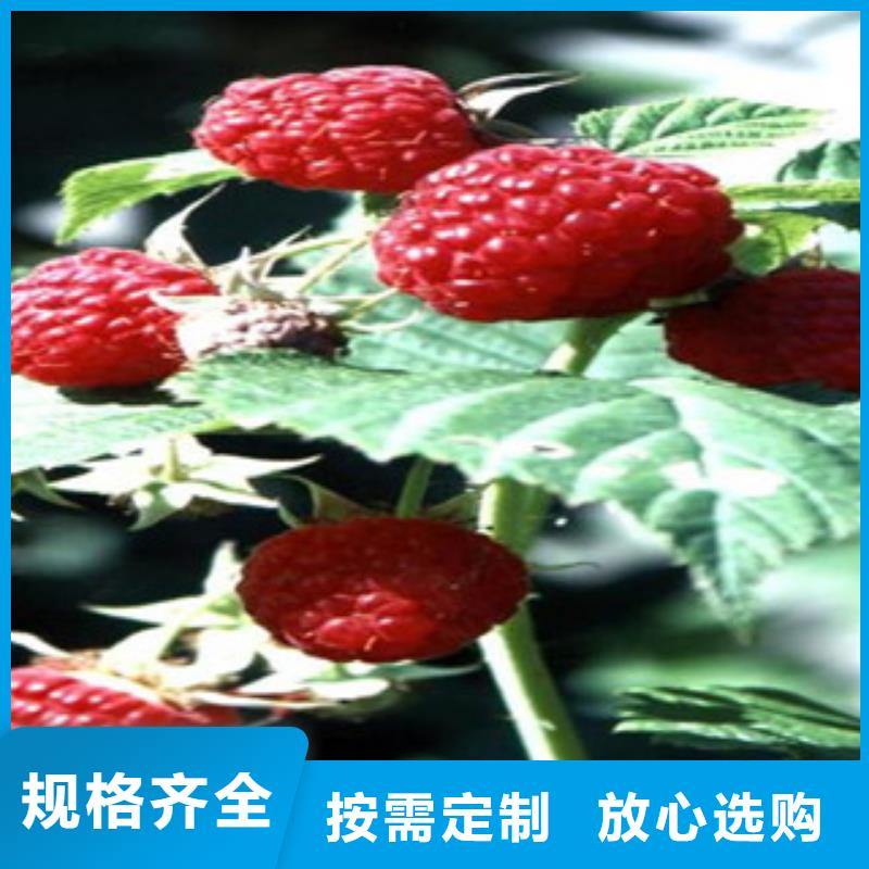 树莓苗源头厂家