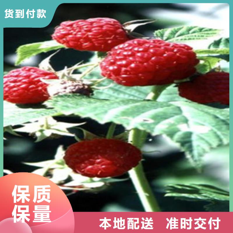 树莓苗生产厂家有样品本地生产商