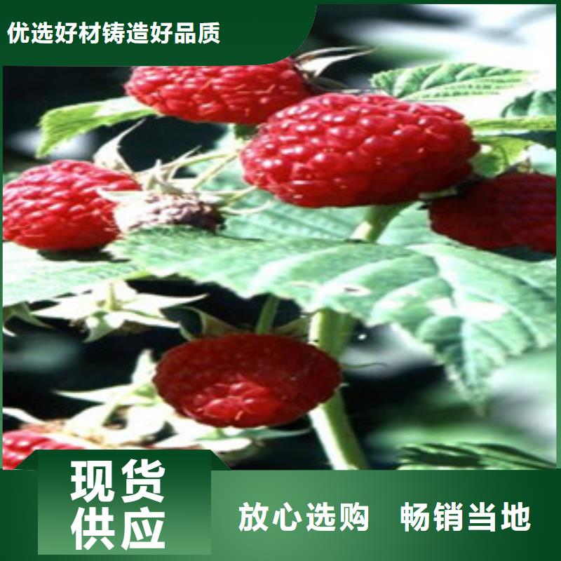 树莓苗低于市场价