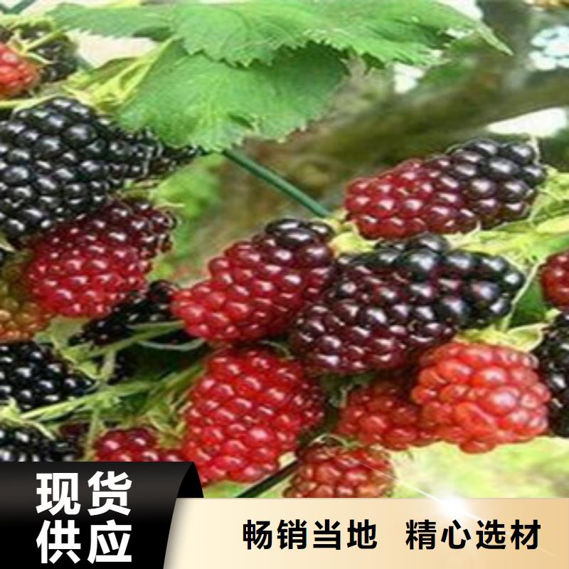 【图】树莓苗厂家