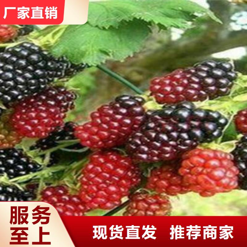 树莓苗源头厂家