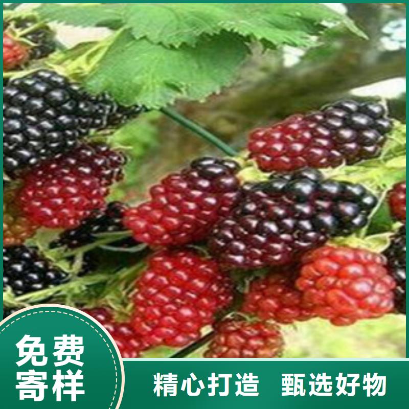 树莓苗2025畅销新品当地制造商