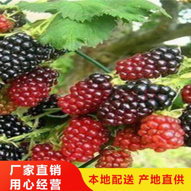 #树莓苗#价格优惠