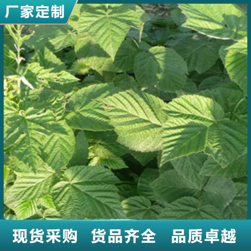 树莓苗-实体厂家当地生产厂家