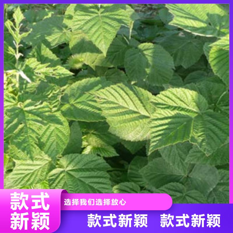 ：树莓苗供货商品牌大厂家
