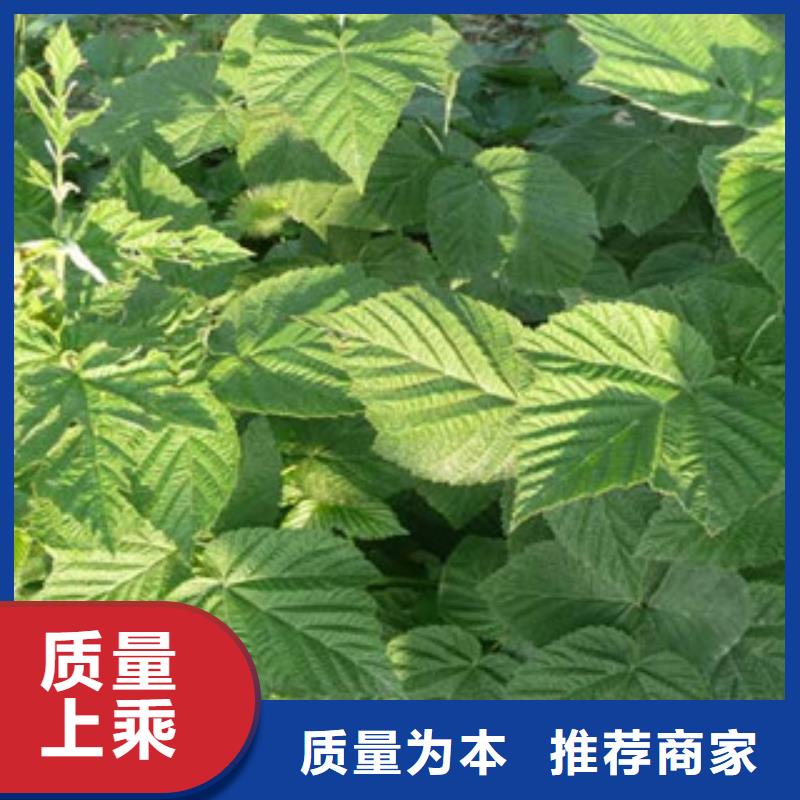 发货及时的树莓苗供货商产地直供