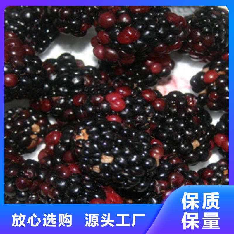 树莓苗厂家-0元拿样厂家实力大