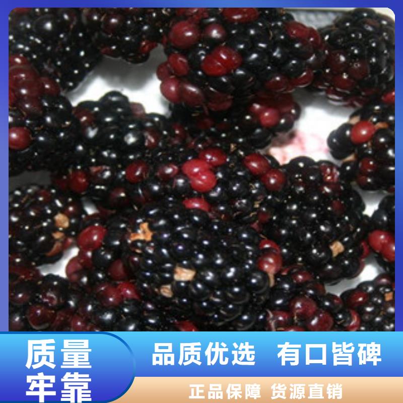 树莓苗-踏踏实实做产品