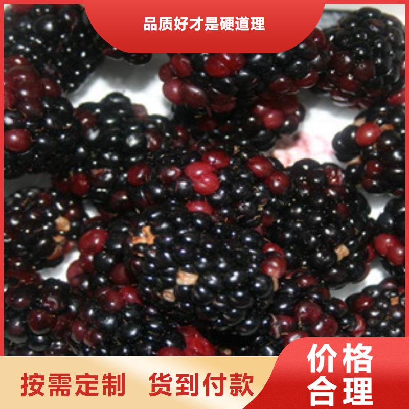 树莓苗厂家现货价格同城货源