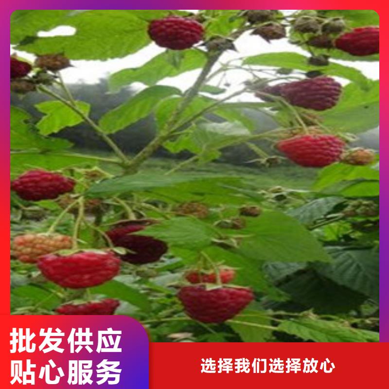 【图】树莓苗价格品牌大厂家