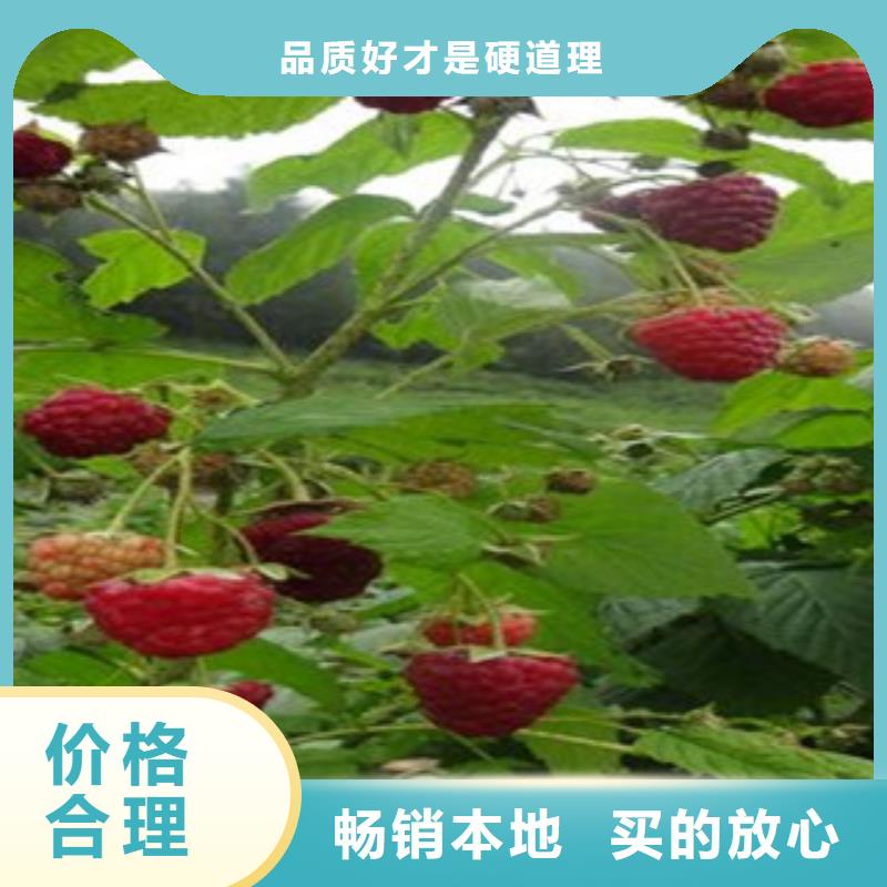 树莓苗厂家-服务优实体诚信厂家