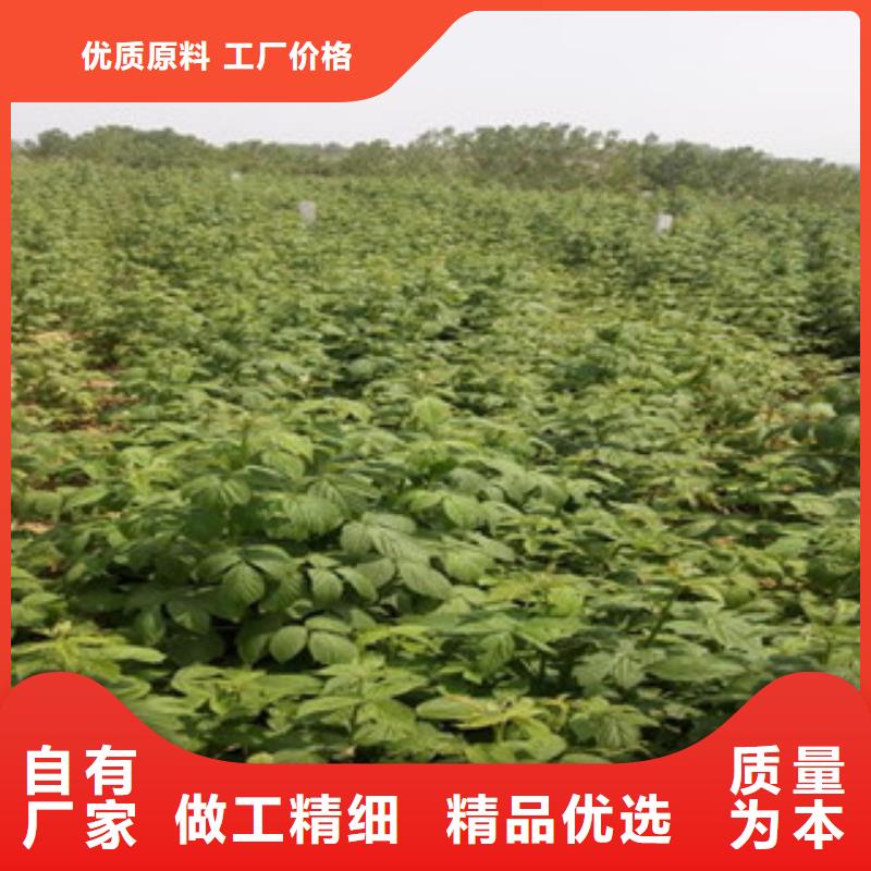 树莓苗价低同行
