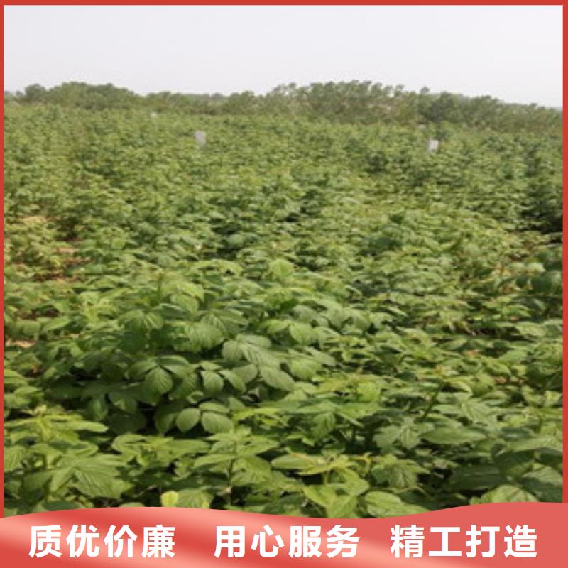 树莓苗行业品牌厂家