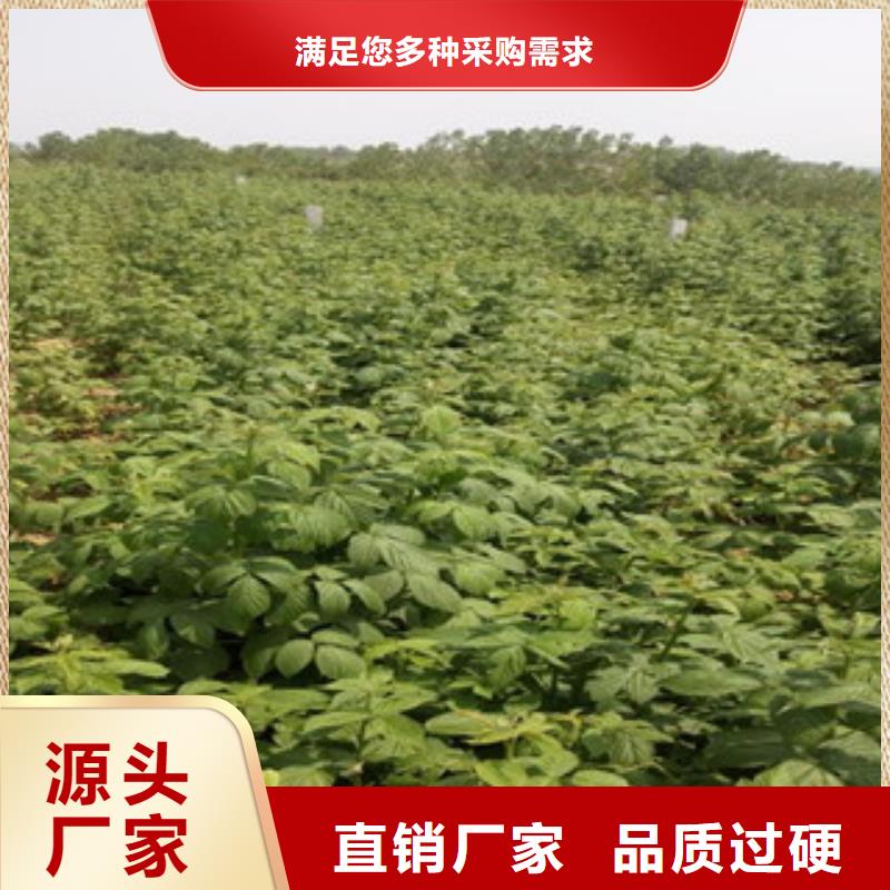 树莓苗生产销售