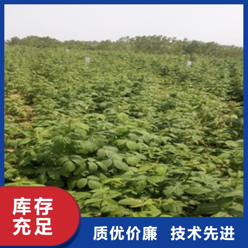 采购树莓苗必看-图文介绍本地生产商