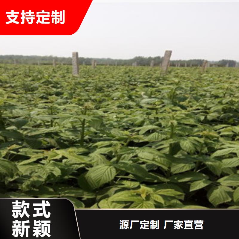 树莓苗行业品牌厂家
