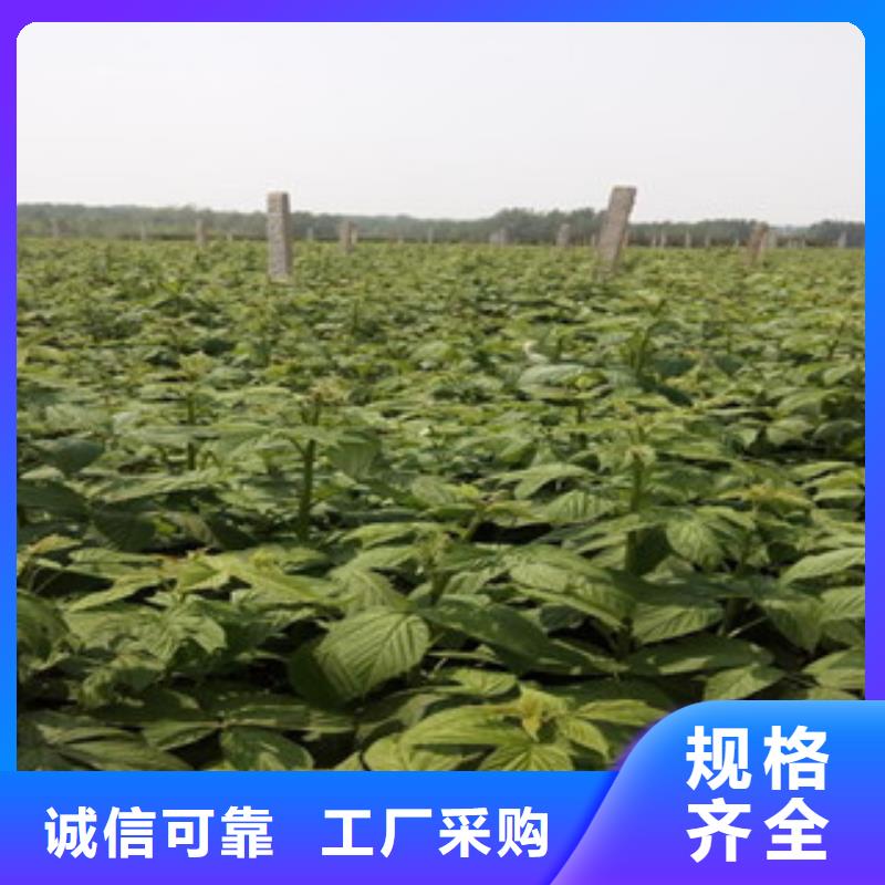 生产树莓苗的基地
