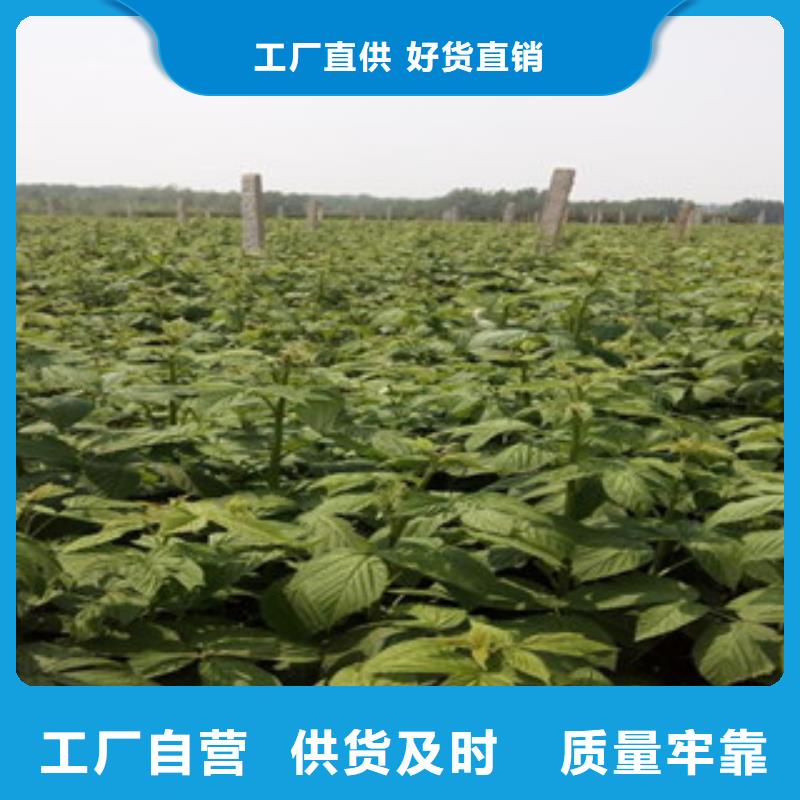 树莓苗厂家服务热线有实力有经验