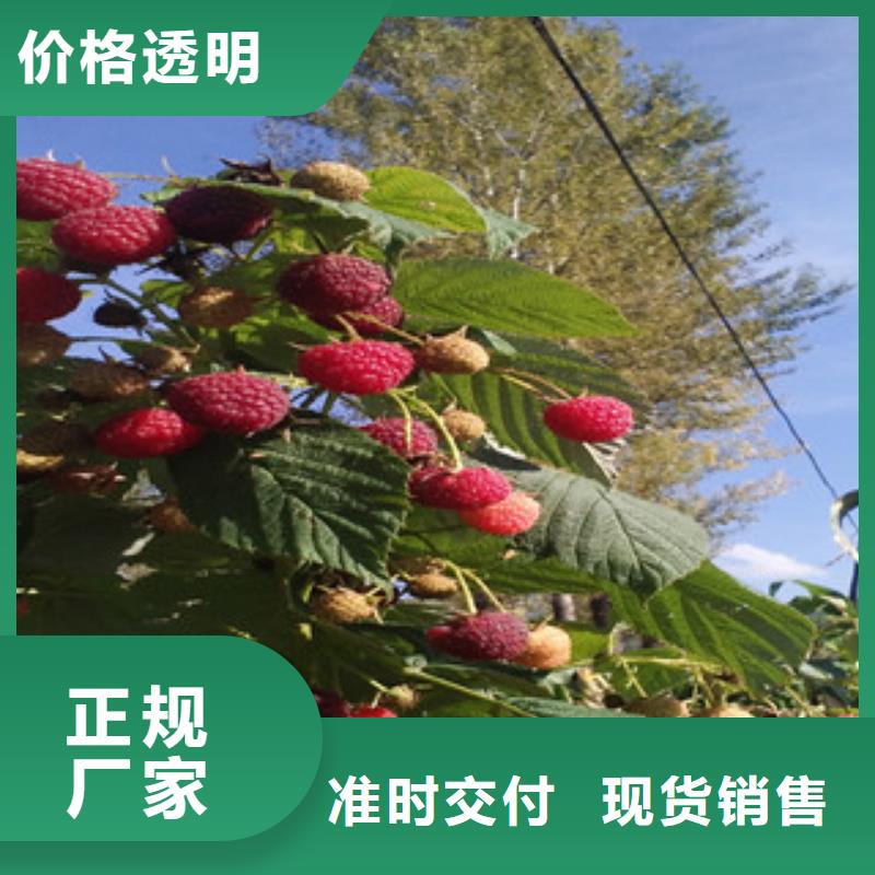 批发树莓苗的厂家