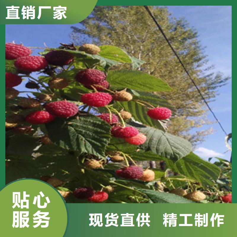 供应批发树莓苗-现货供应专业生产厂家