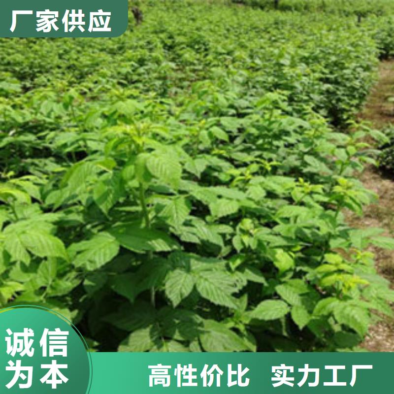 树莓苗实力厂家质量稳定