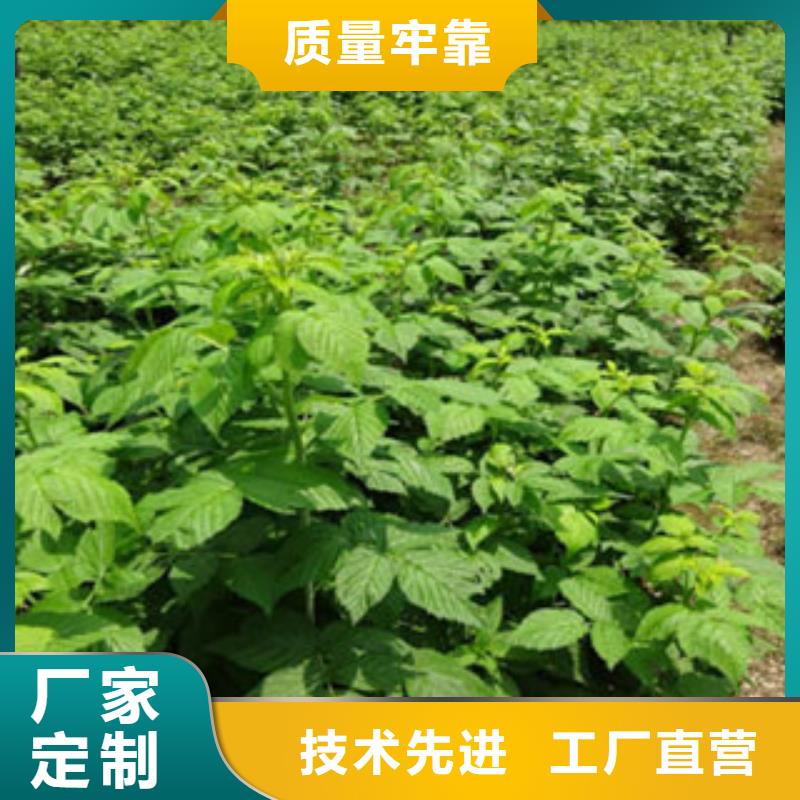 【图】树莓苗厂家