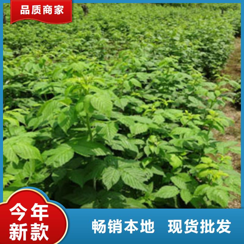 树莓苗-实体厂家