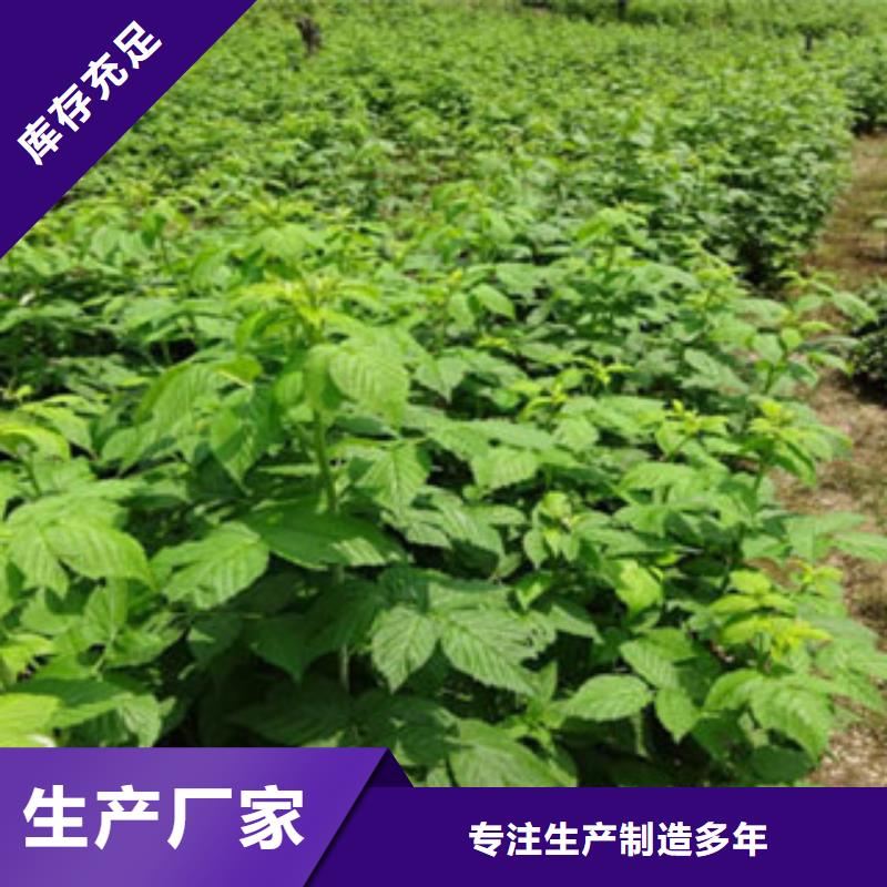 树莓苗大型生产基地